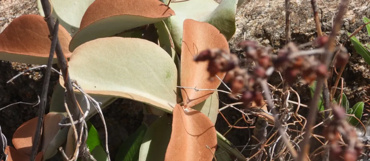 Kalanchoe orgyalis