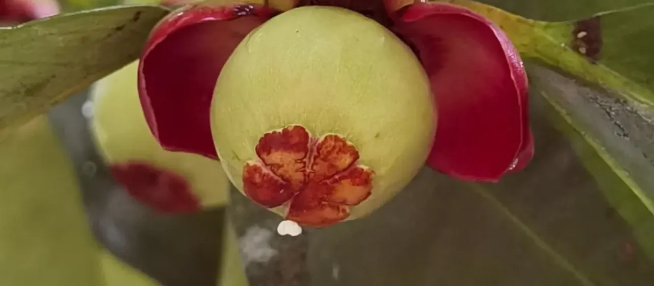 Mangosteen