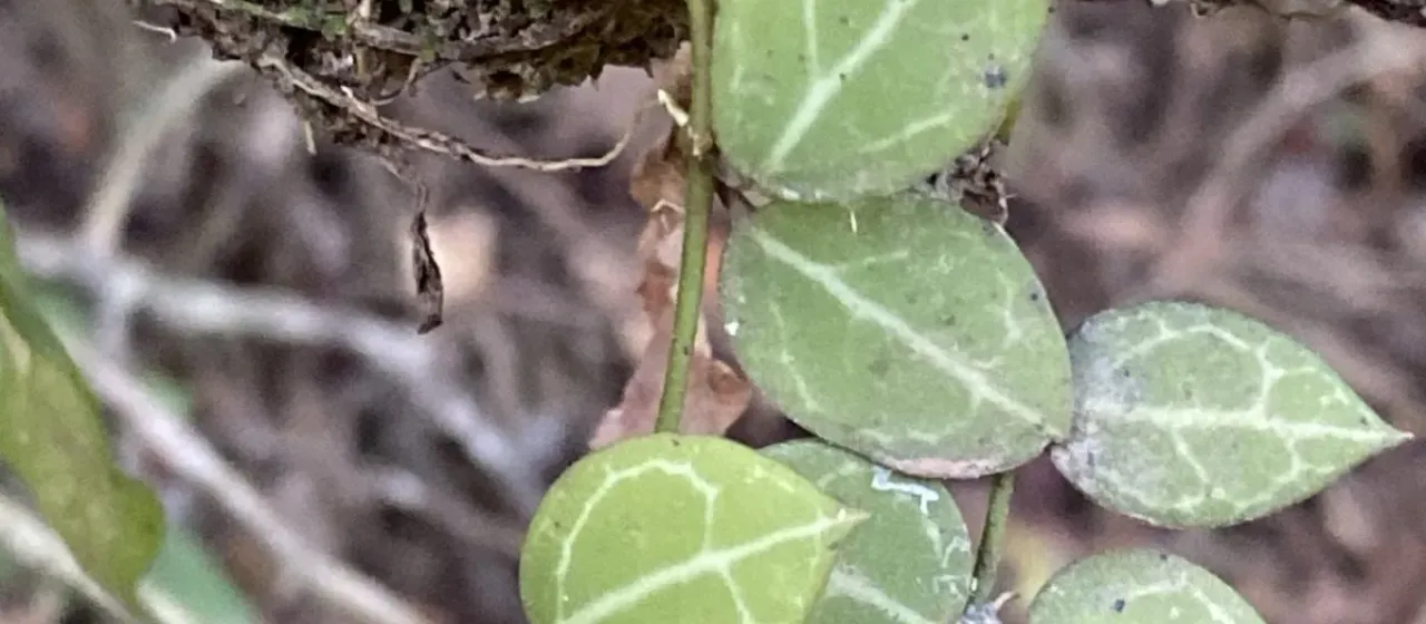 Dischidia ovata