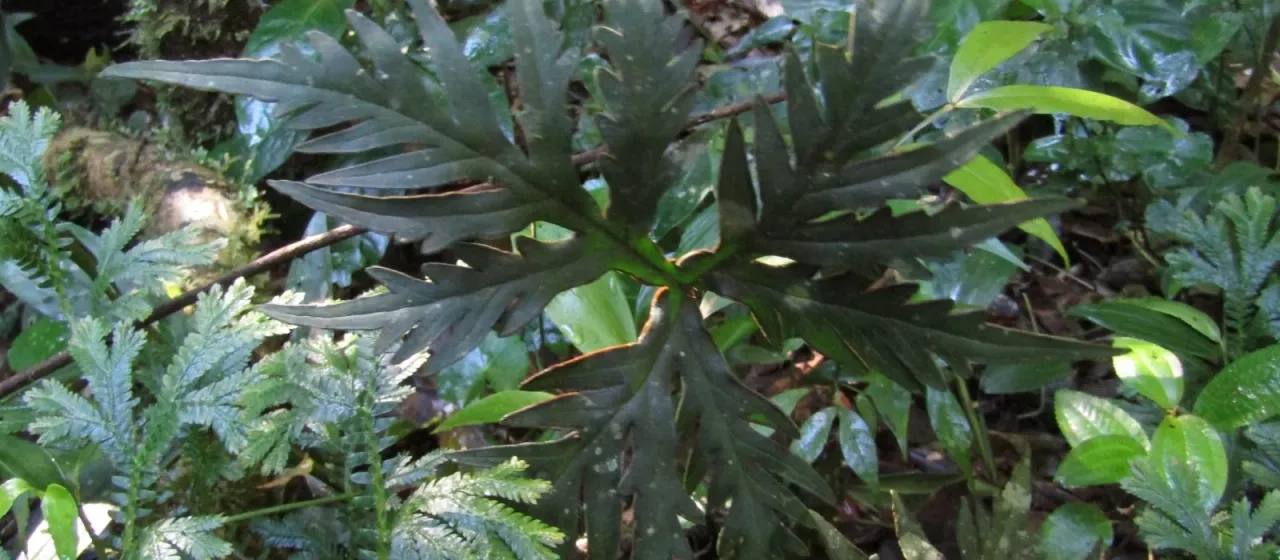 Doryopteris nobilis