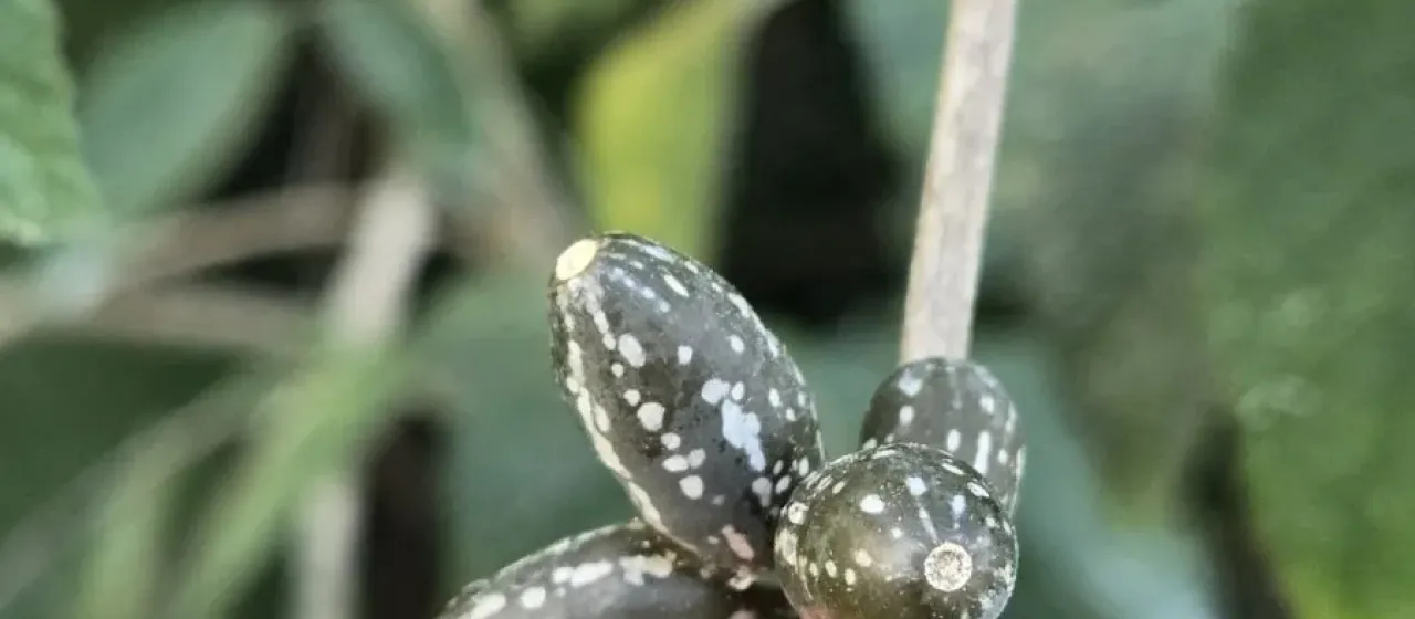 Doyerea emetocathartica