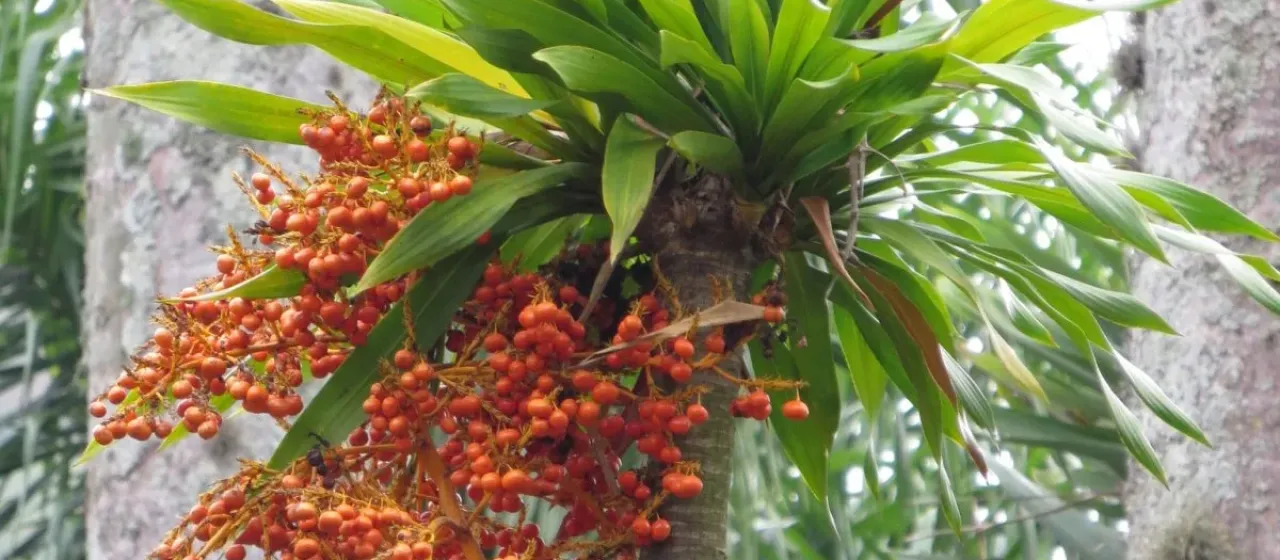 Dracaena arborea