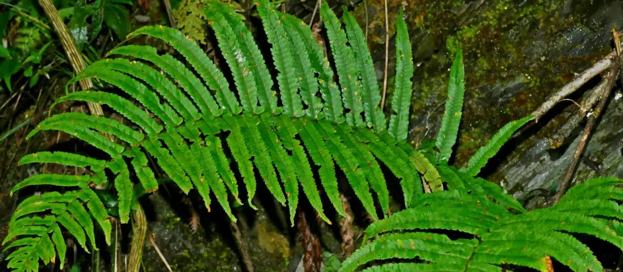 Black-scaled shield fern