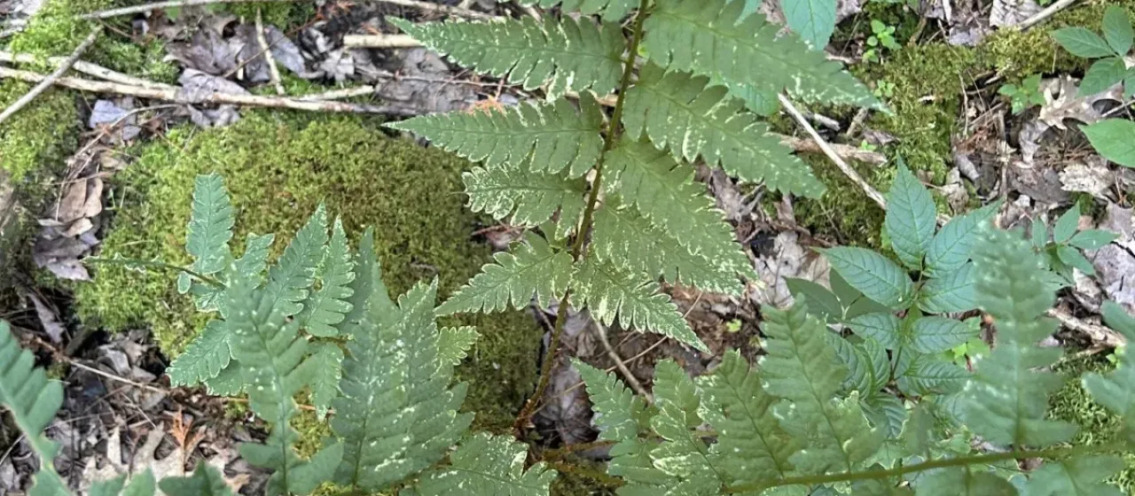 Clinton's wood fern