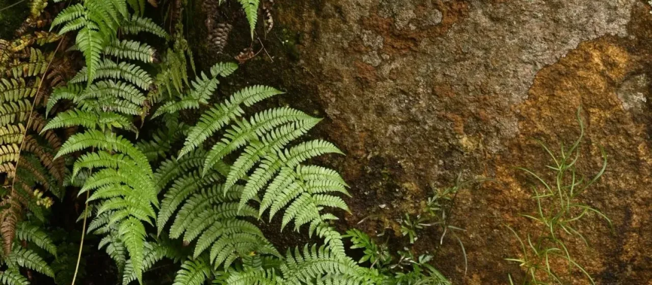 Champion's wood fern