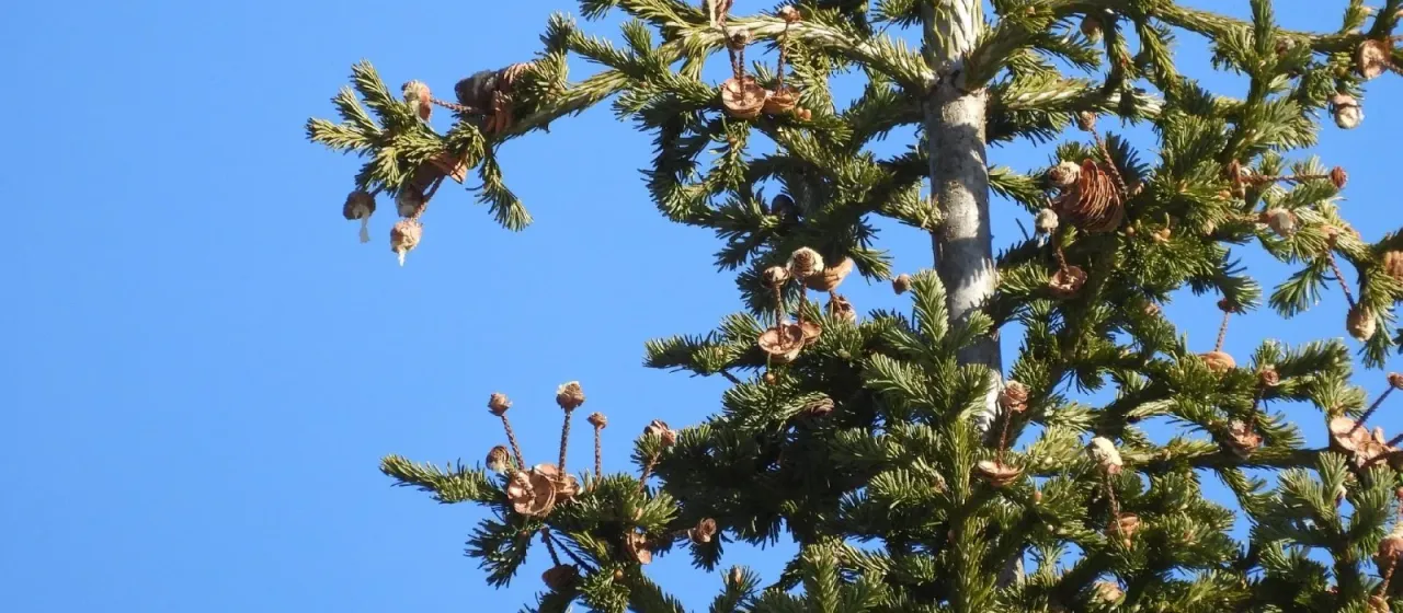 Siberian fir