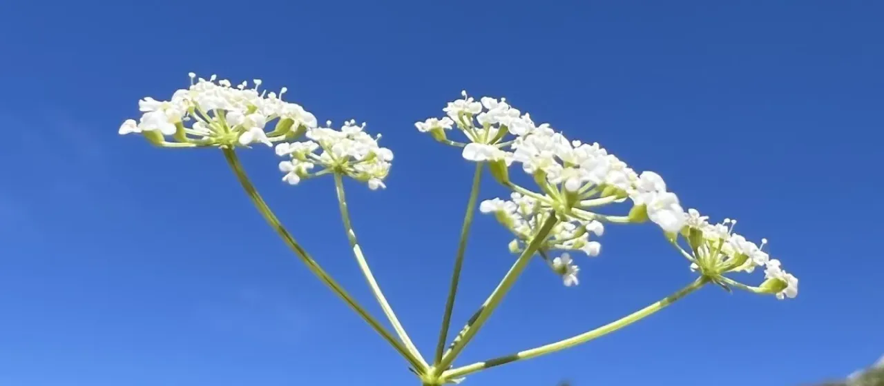 Bunium ferulaceum