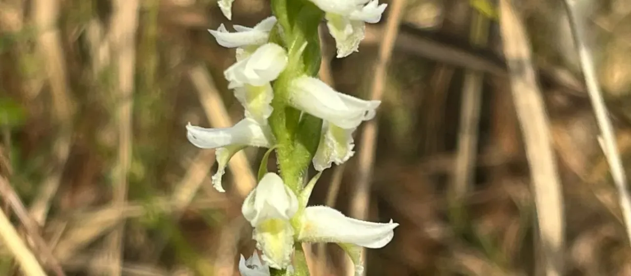 Fragrant ladies tresses