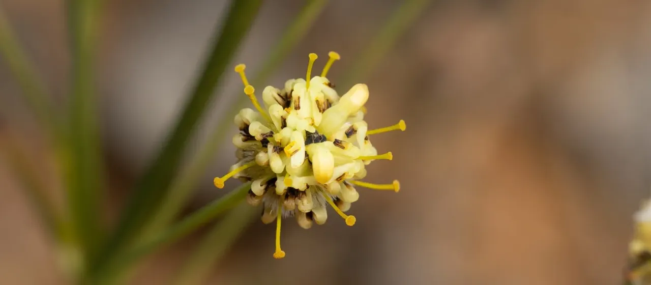Stirlingia tenuifolia