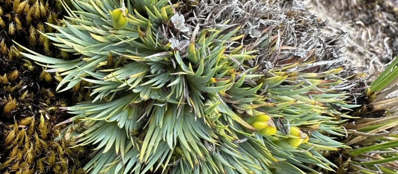 Tapeinia pumila