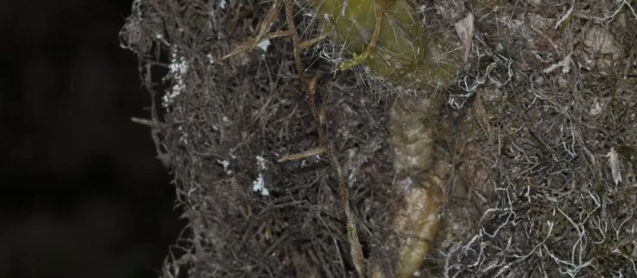 Soehrensia arboricola