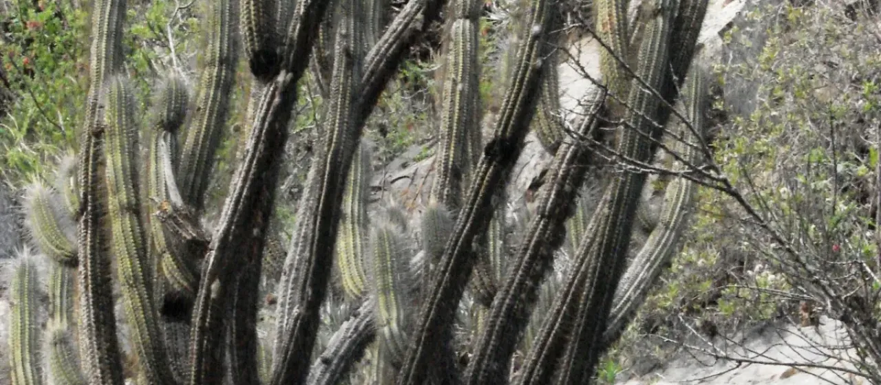 Leucostele skottsbergii