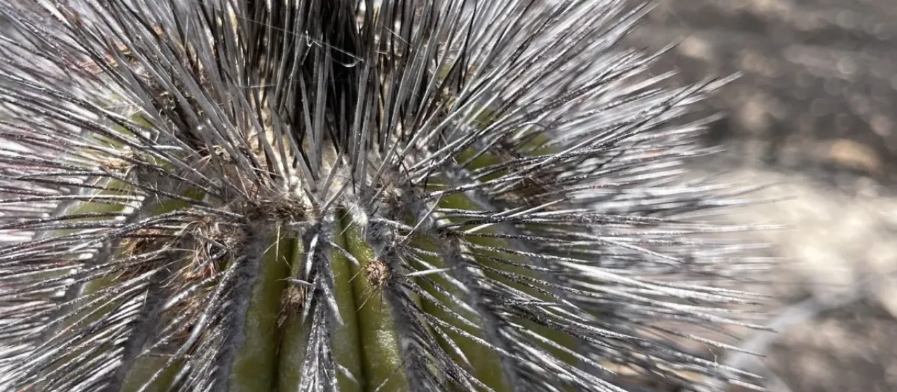 Uebelmannia pectinifera