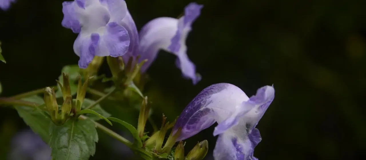 Strobilanthes atropurpurea