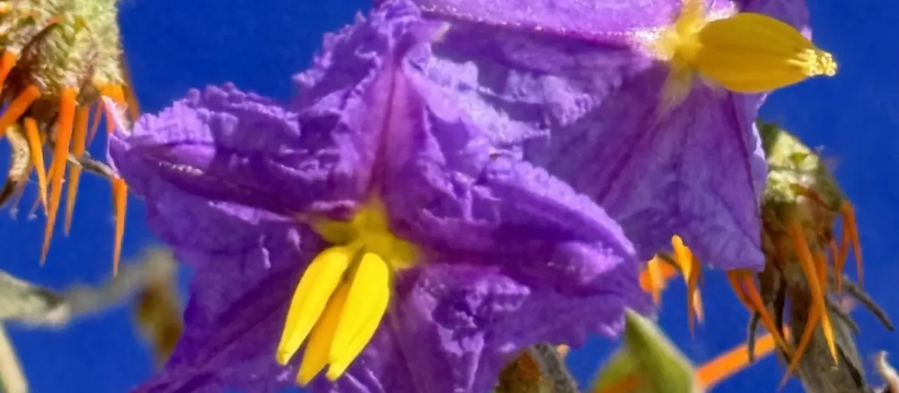 Solanum pyracanthos