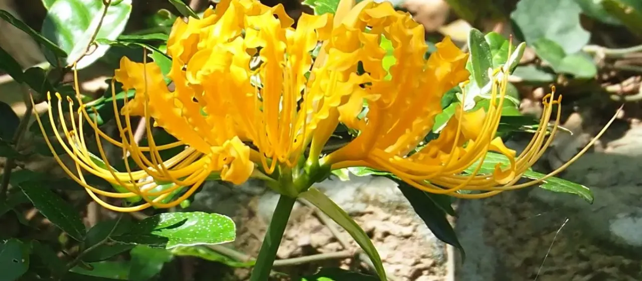 Lycoris aurea
