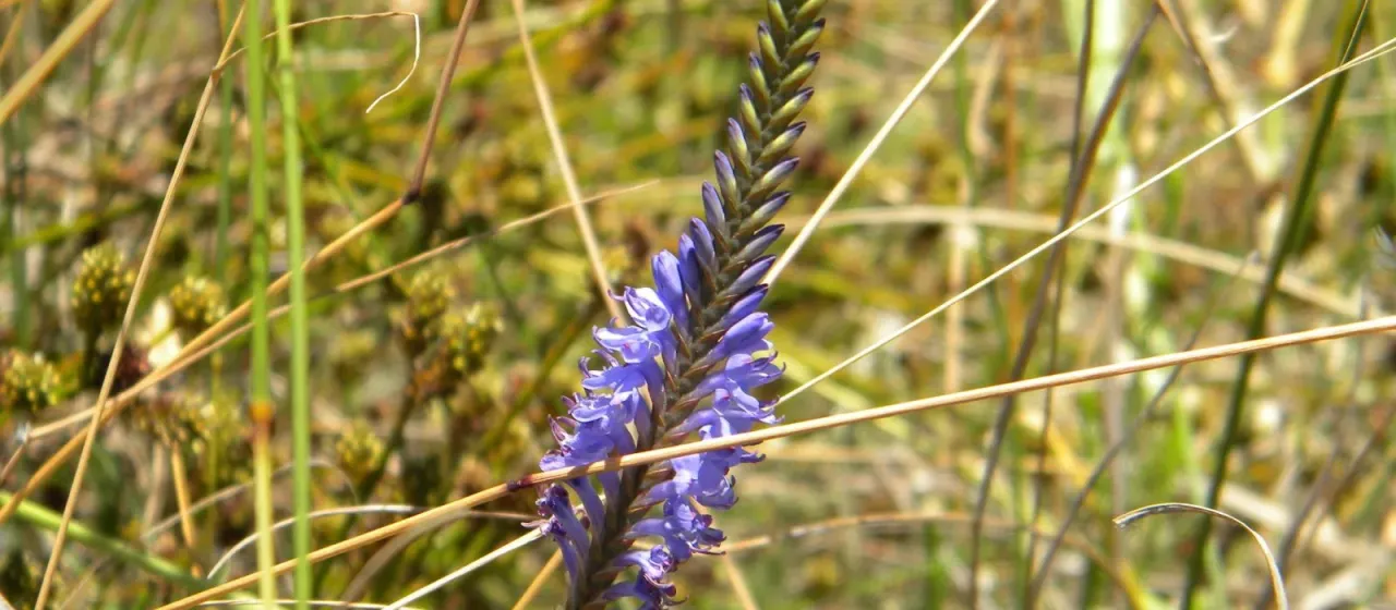 Micranthus alopecuroides