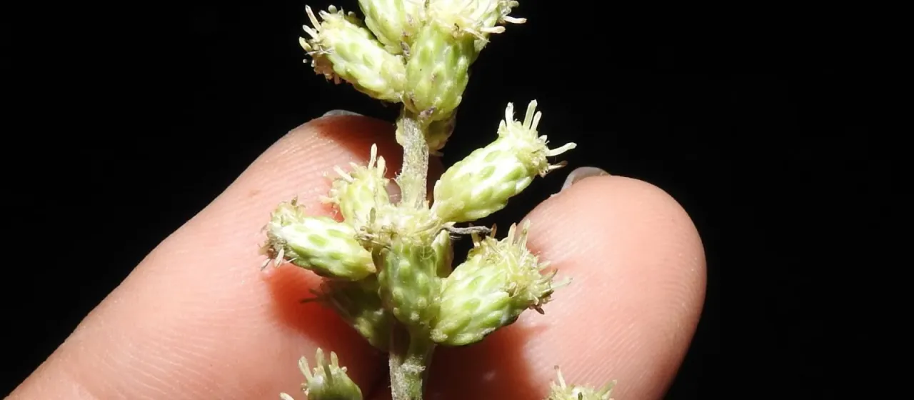 Baccharis spicata