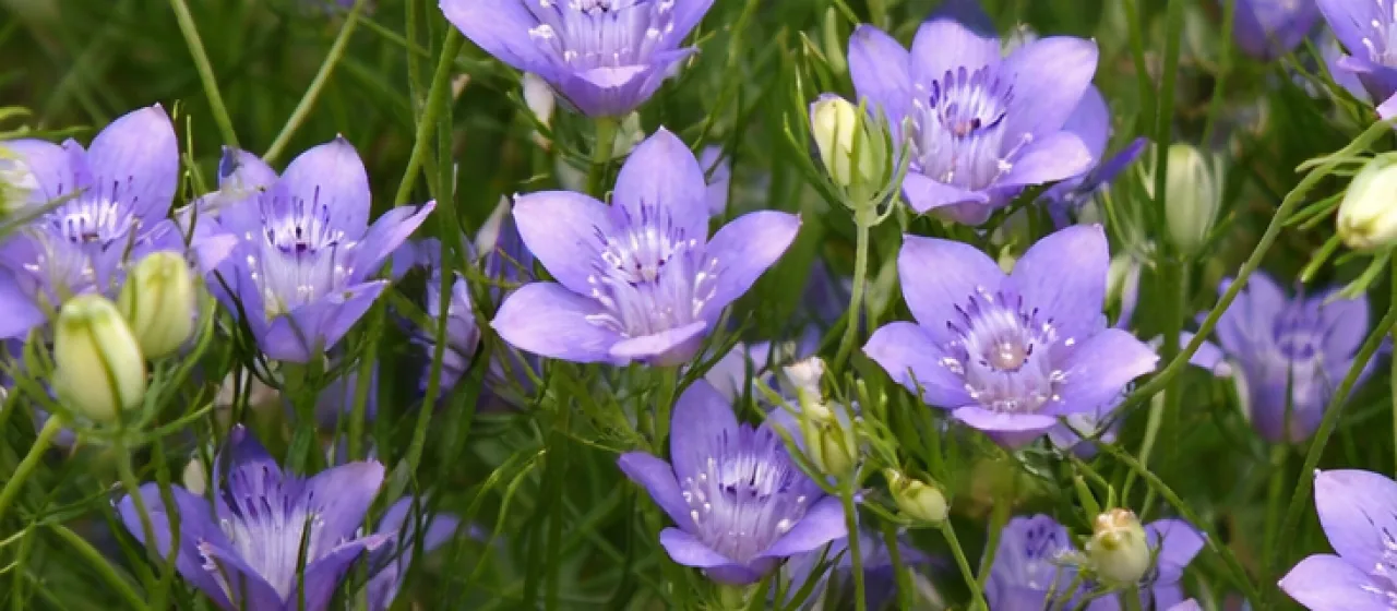 Bukhara nigella