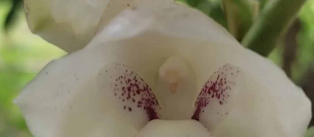 Peristeria elata
