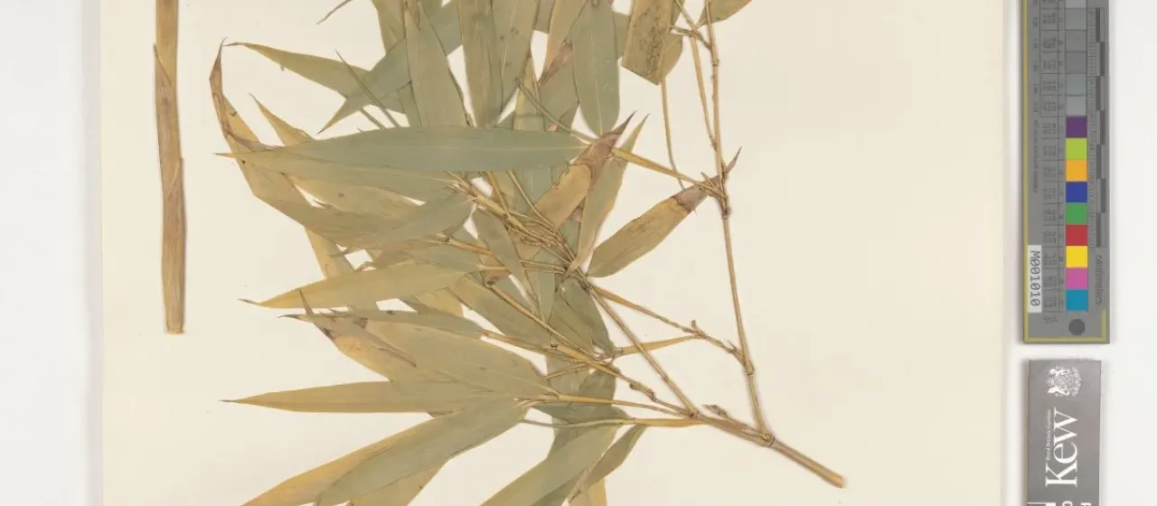 Bisset bamboo