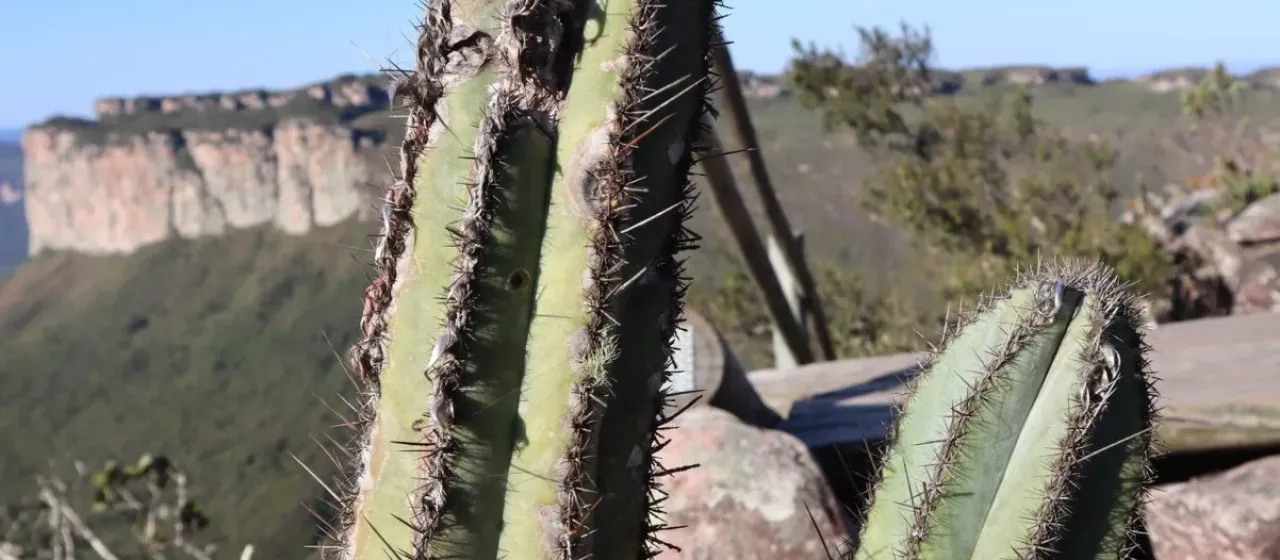 Pilosocereus glaucescens