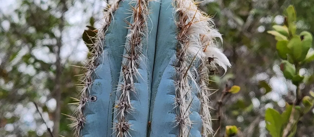 Pilosocereus pachycladus