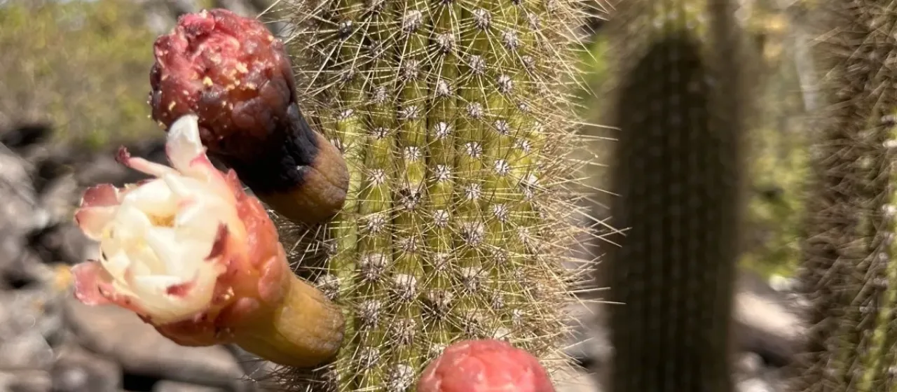 Pilosocereus vilaboensis