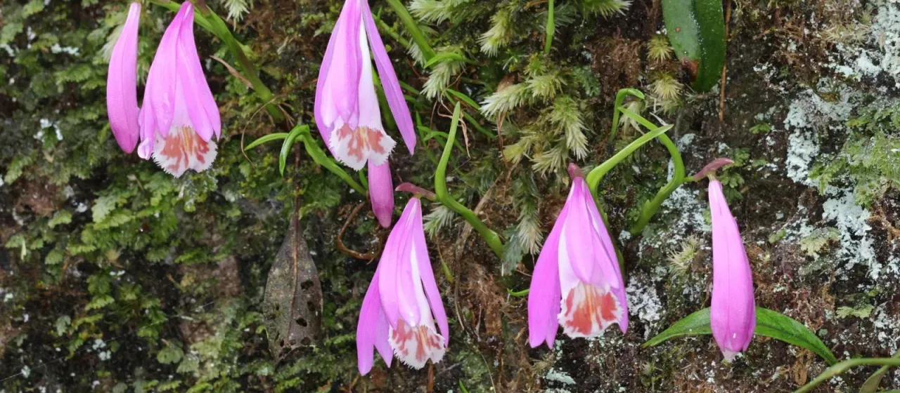 Pleione formosana