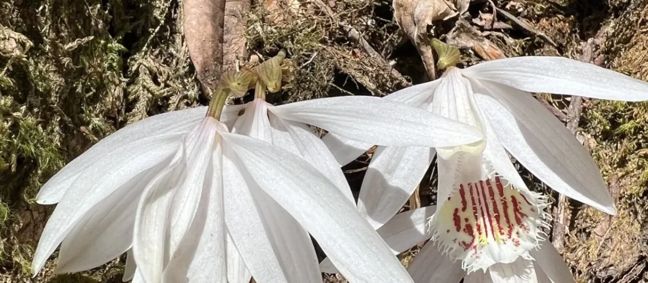 Pleione humilis