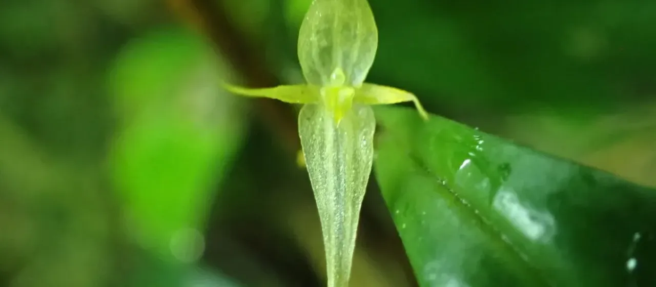 Pleurothallis ruscifolia