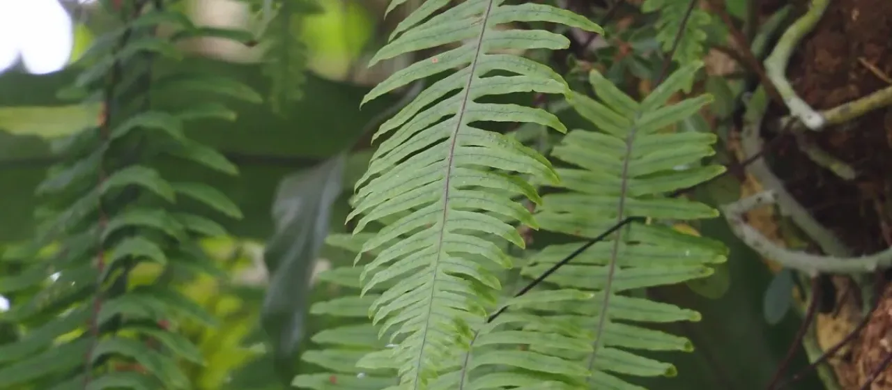 Polypodiodes formosana