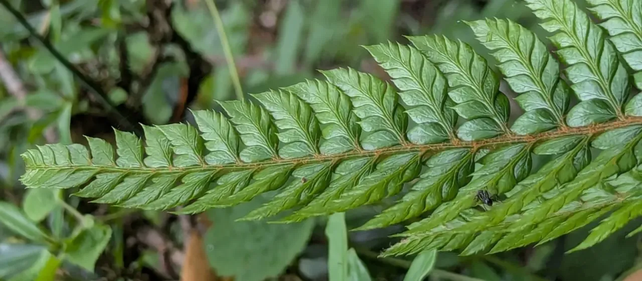 Polystichum neolobatum