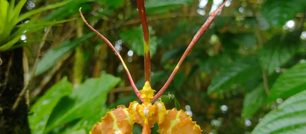 Psychopsis papilio