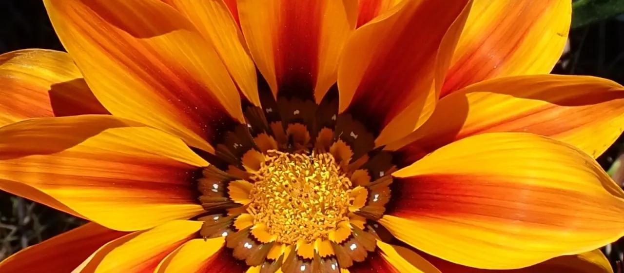 Gazania longiscapa