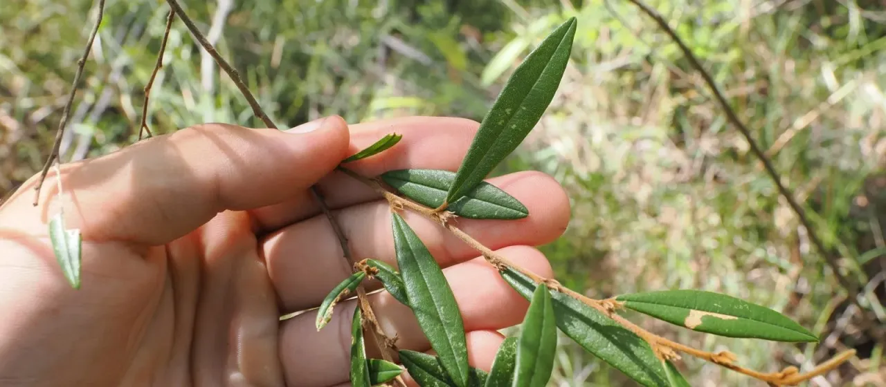 Hovea acutifolia