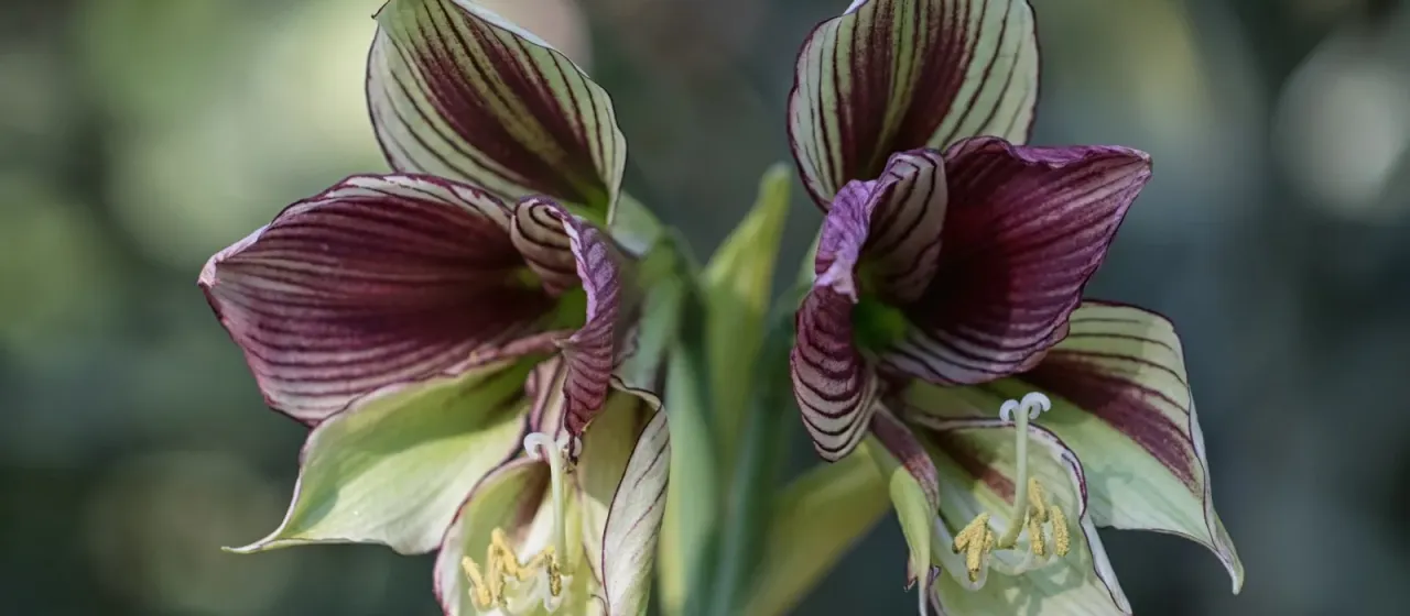 Butterfly Amaryllis
