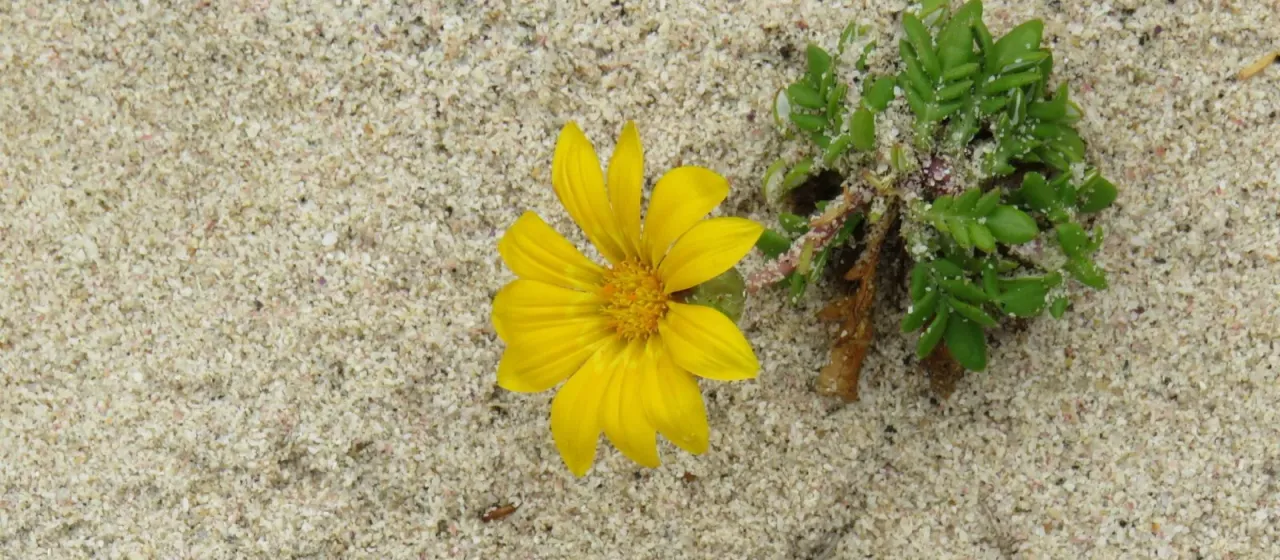 Gazania maritima