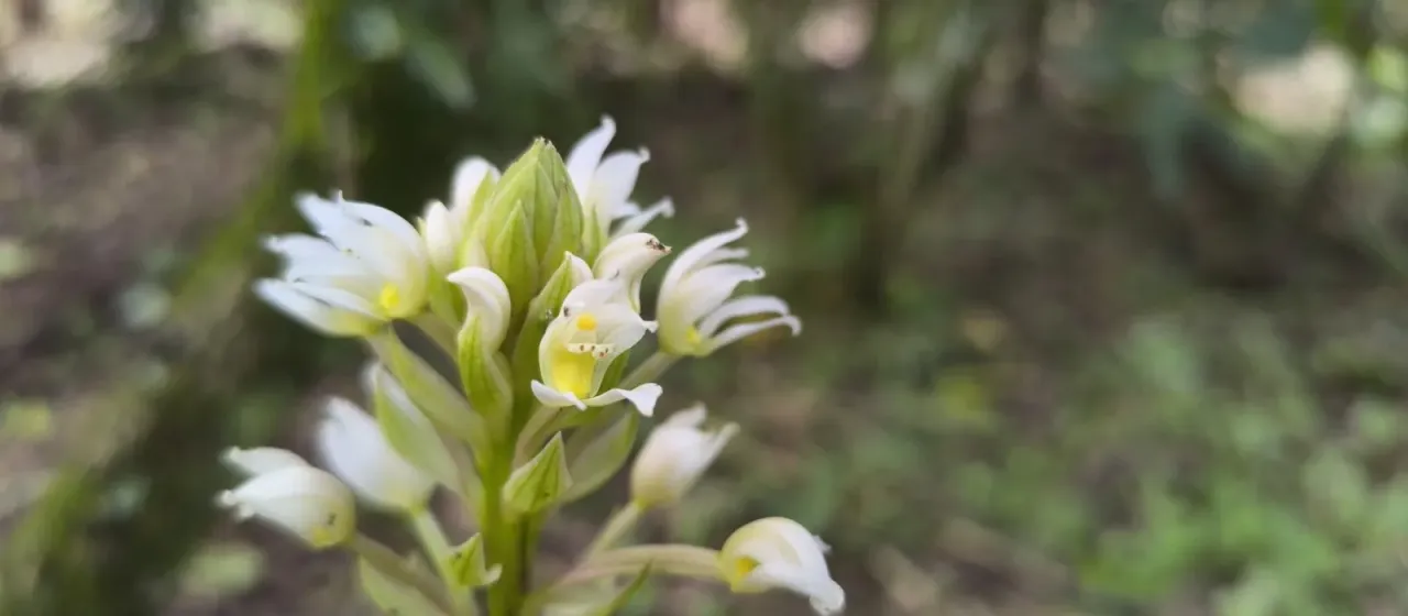 Govenia utriculata