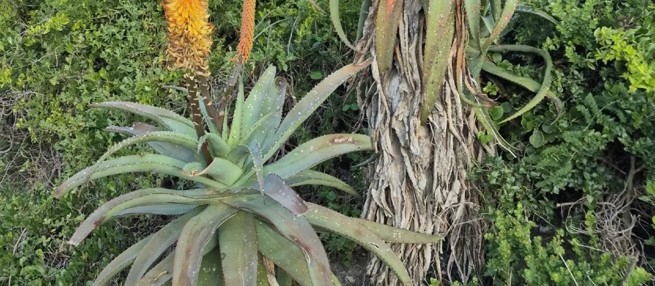 African aloe