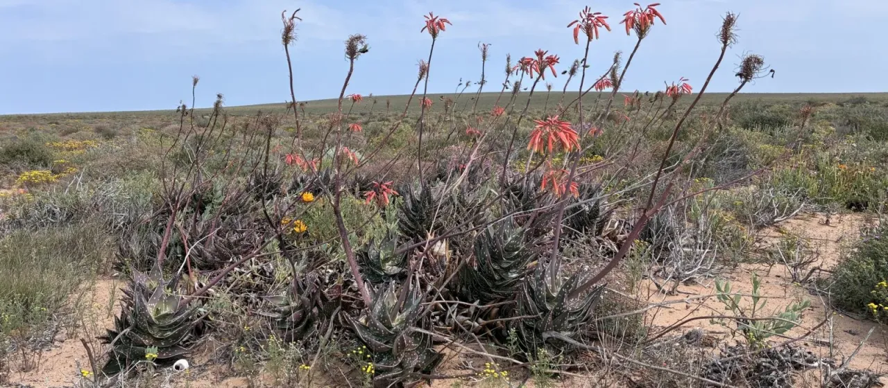 Aloe arenicola