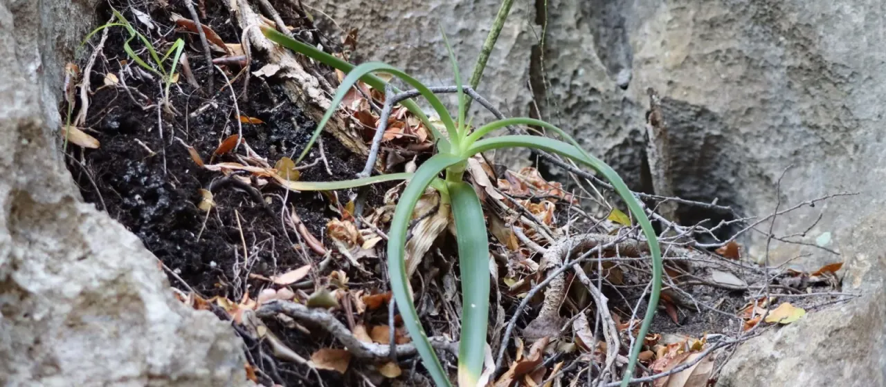 Aloe bosseri