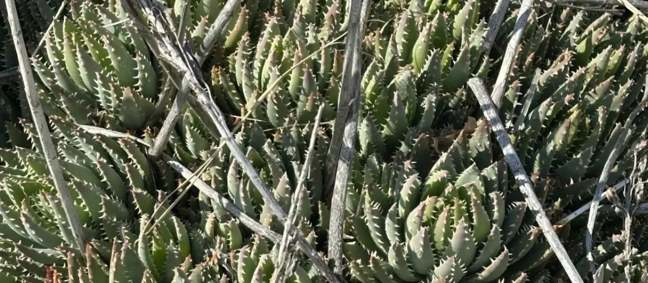 Aloe brevifolia