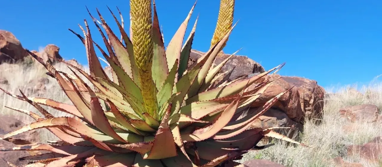Aloe broomii