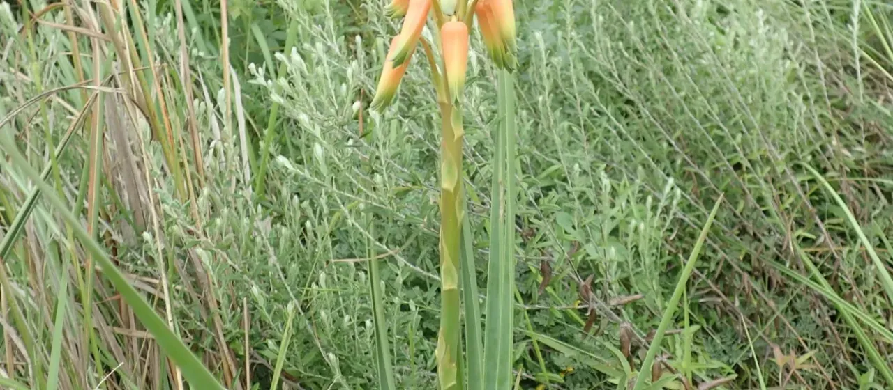Aloe cooperi