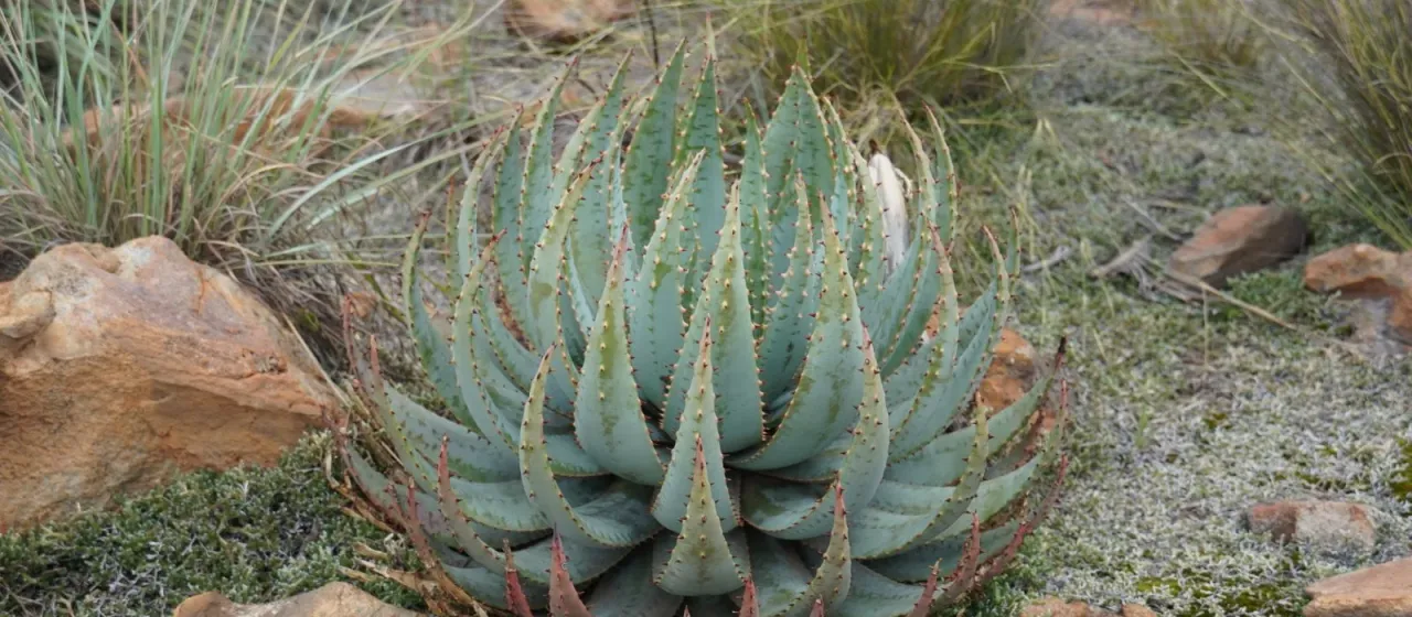 Aloe peglerae
