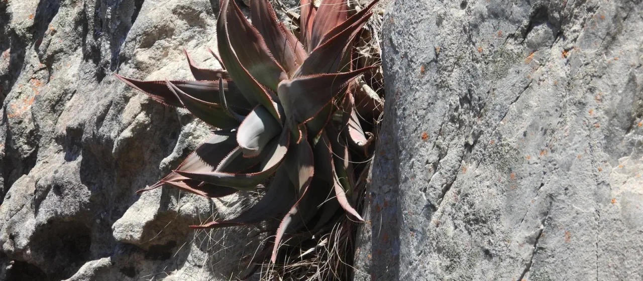 Aloe laeta