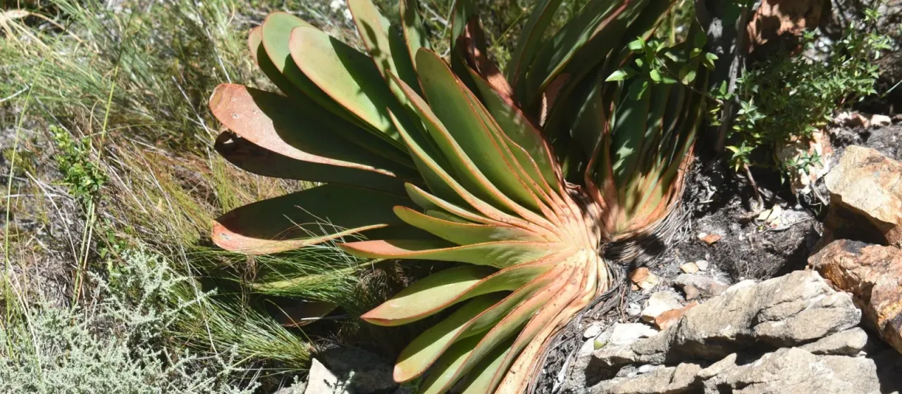 Aloe haemanthifolia