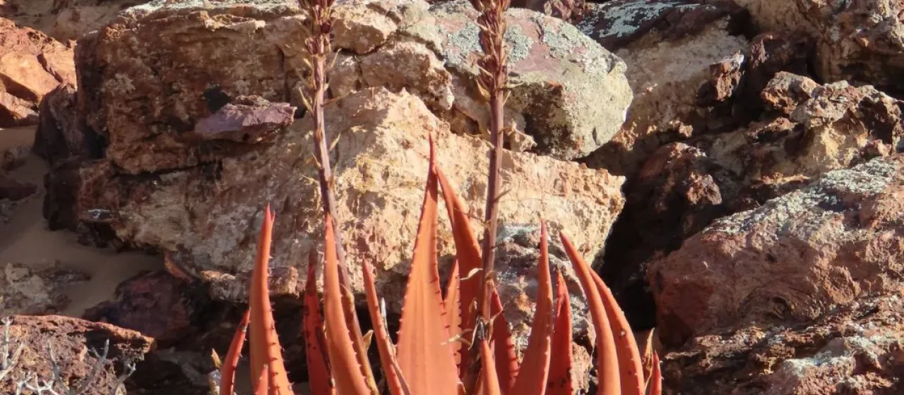 Aloe gariepensis