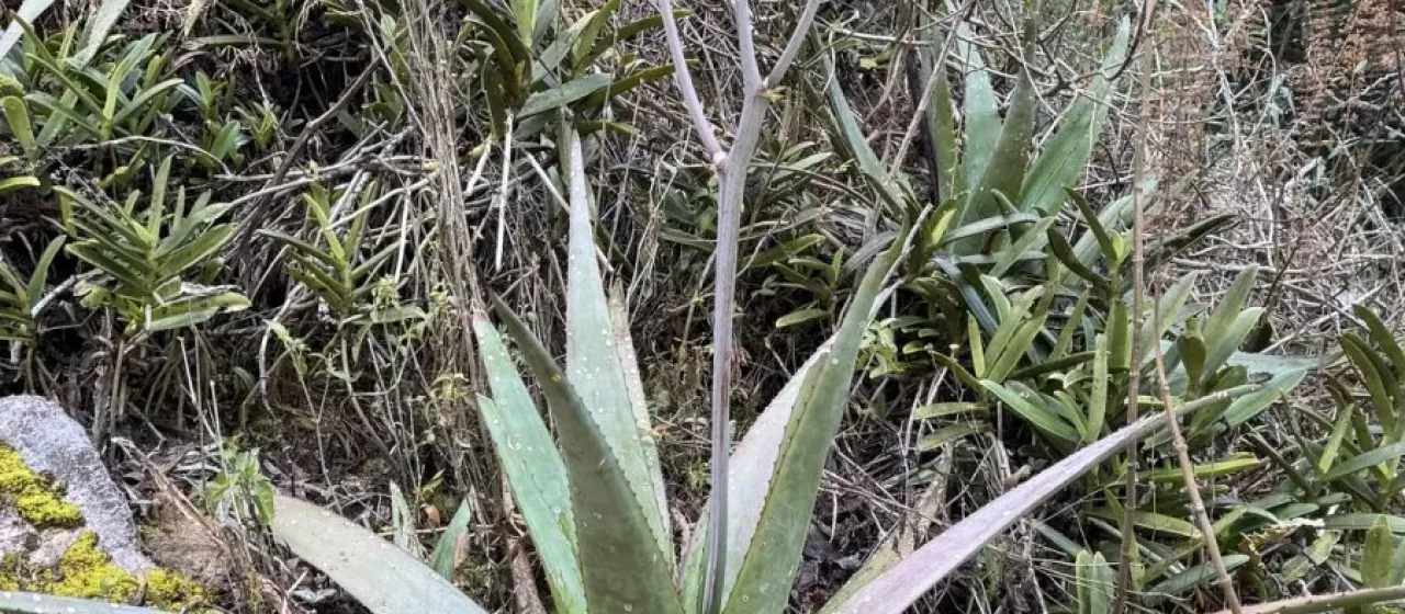 Aloe capitata